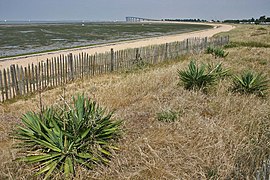 Rivedoux-Plage. La plage nord à marée basse, au fond de la baie, le pont de l'île de Ré.