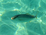 Ricciola (Seriola dumerili) fotografata in prossimità della riva di Lido Ultima Spiaggia (Isola Amministrativa "Marina di Taranto", in prossimità della "Marina di Lizzano")