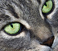Oči mačke