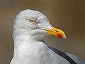 Larus argentatus