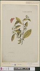 Gravure van de theeplant door Nicolaas Meerburgh, gebruikt als voorplaat van Hella Haasses Heren van de thee.