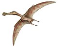 Ornithocheirus (Pterosauria)