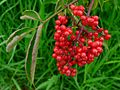 Fêkiyên Sambucus racemosa var. arborescens