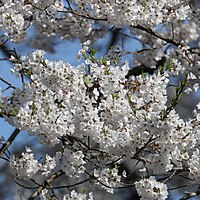 樹齢1500年ともいわれる淡墨桜の花
