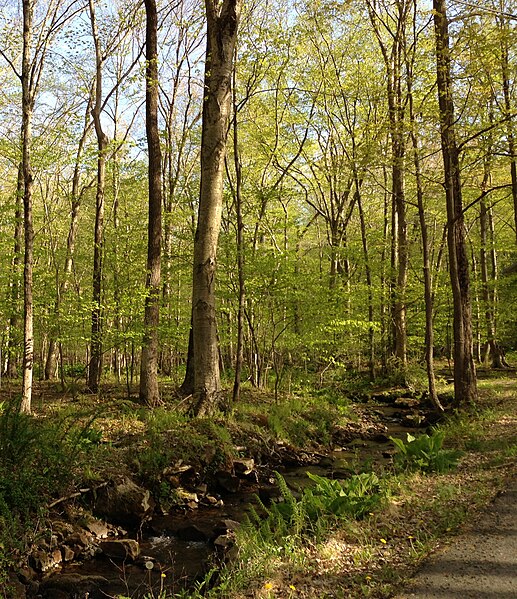 File:2013-05-06 17 29 22 Stream and forest along Turkey Top Road in northern Lebanon Township in Hunterdon County, New Jersey.jpg