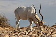 White bovid