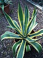 Agave americana var. marginata