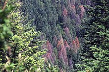 Zdjęcie zielonego lasu z góry, w centrum po prawej widoczne brązowopomarańczowe uschnięte daglezje zielone, uszkodzone przez owady