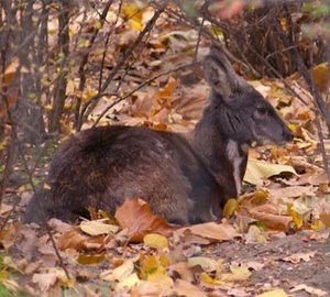 En Moskusdiart (Moschus moschiferus)