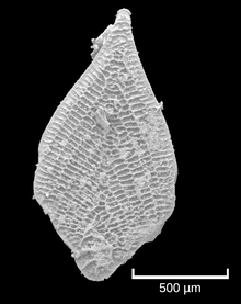2022 – Neoflabellina reticulata, hier repräsentiert durch ein Exemplar aus den Kreidesedimenten der Insel Rügen