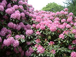 Virágzó rododendron