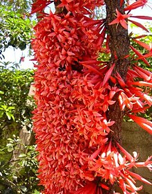 Les fleurs rouges de l'Ixora margaretae poussent le long du tronc