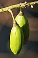 Takogong asin bunga kan kayo Kolkata, West Bengal, India