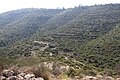 Forested mountains above Nahal Sorek