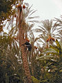 Uitsig op palmeraie van Tozeur, Tunisië, met 'n werker op die dadelpalm
