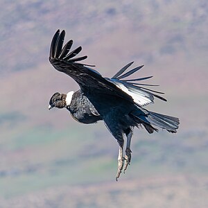 Condor andin