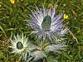 Máčka Eryngium alpinum