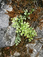 muurvaren (Asplenium ruta-muraria)