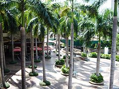 Palm trees at the Greenbelt Park