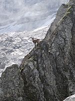 Ibex securely climbing rocky slope