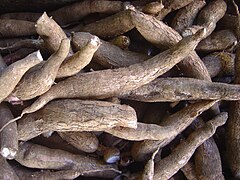 Yuca, Puerto Rican name for cassava