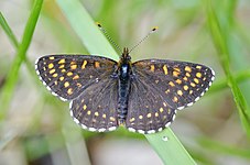 Mørk pletvinge Melitaea diamina