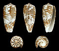 Conus magus