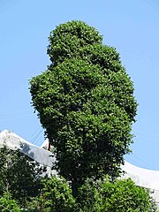 Quercus floribunda