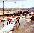 Het slachten van een walvis in IJsland (1978).