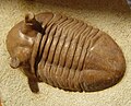 Trilobitomorfo † (un trilobite)
