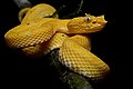 Image 7 Bothriechis schlegelii Photograph: Geoff Gallice Bothriechis schlegelii is a venomous pit viper species found in Central and South America. Small and arboreal, these snakes are characterized by their wide array of color variations, as well as the superciliary scales over the eyes. They are the most common of the palm-pitvipers and are often present in zoological exhibits. The specific name schlegelii honors the German ornithologist, Hermann Schlegel. No subspecies are currently recognized. More selected pictures