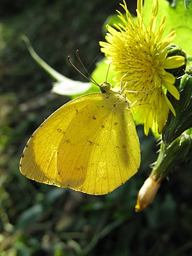 Eurema mandarina