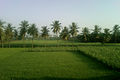 Fields near Yerravaram