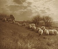 Krajina s ovcemi pasoucími se na louce