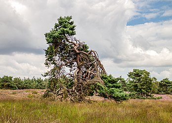 Pinheiro-silvestre (Pinus sylvestris) em meio a urze florida na região de Veluwe, província da Guéldria, Países Baixos. É o único pinheiro nativo do norte da Europa, variando da Europa Ocidental à Sibéria Oriental, ao sul até as montanhas do Cáucaso e Anatólia e do norte até o interior do Círculo Polar Ártico na Fenoscândia. É uma árvore importante na silvicultura. A madeira é usada como polpa de celulose e produtos para a construção. (definição 4 081 × 2 915)