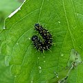 アカタテハの幼虫。綴じた葉の中に隠れている