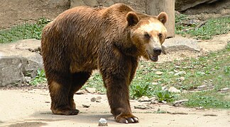 Un ours brun mâle du Domaine des Grottes de Han en Belgique.