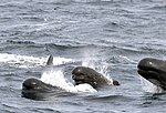 Long-finned pilot whale