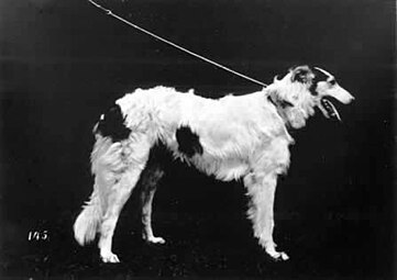 Borzoi yang dimiliki oleh Max Hartenstein, Berlin, Jerman, 1879