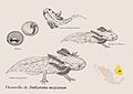 Axolotl mexický a jeho vývoj (autor: Erika Hernandez)