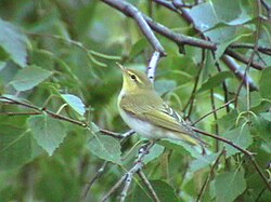 Fitiso Phylloscopus trochilus