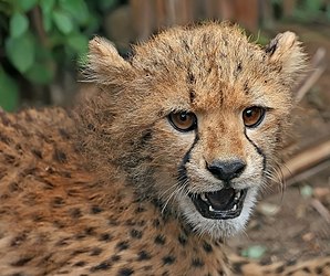 Cheetah cub