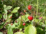 Wald-Erdbeere