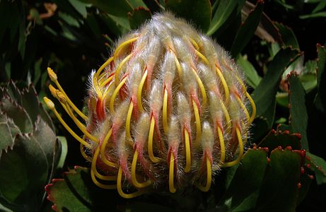 Leucospermum at San Francisco Botanical Garden, by Mila Zinkova