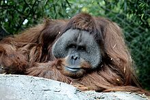 Hlava samce orangutana s typickými lícními valy