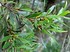 Persoonia media at Dangar Falls, Dorrigo, NSW