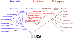 Phylogenetic tree based on rRNA genes data (Woese et al., 1990)[120] showing the 3 life domains, with the last universal common ancestor (LUCA) at its root