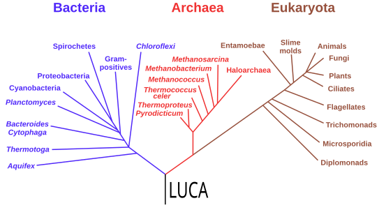 展示生物演化的系统发生树，LUCA在根部。细菌自成一大支，古菌和真核生物组成另一大支。