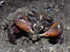 Heloecius cordiformis (Heloeciidae)