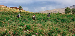 A tulip field in Bardsir